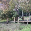 dry brush, trees, grass, bush